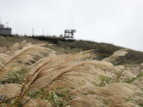 芒草閃爍細碎光影（圖片來源：臺北市政府工務局大地工程處）