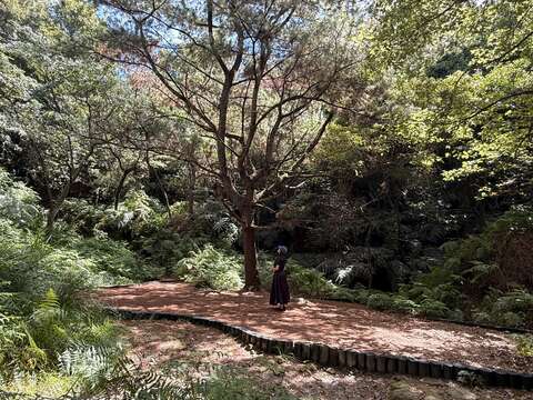 木屑鋪成的平台（圖片來源：臺北市政府工務局大地工程處）