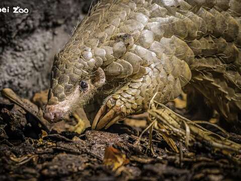 「潤喉糖(Fazolka)」(photo by Prague Zoo)(圖片來源：臺北市政府工務局大地工程處)
