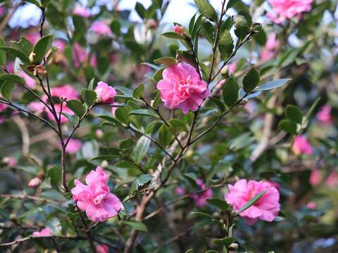 茶梅朵朵開(圖片來源:臺北市政府工務局公園路燈工程管理處)