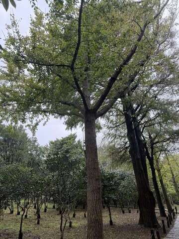 銀杏樹筆直高聳。(圖片來源:臺北市政府工務局公園路燈工程管理處)