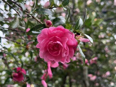 茶梅盛開(圖片來源:臺北市政府工務局公園路燈工程管理處)