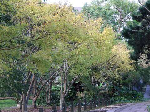 綠葉漸黃,黃金楓點綴步道,秋意盡現。(圖片來源:臺北市政府工務局公園路燈工程管理處)