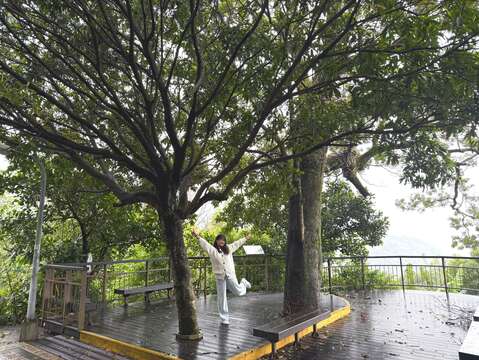 夫妻樹（圖片來源：臺北市政府工務局大地工程處）