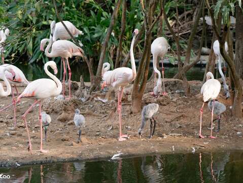 臺北市立動物園鳥園水禽區今(2025)年一口氣迎來了6隻大紅鶴寶寶。(圖片來源:臺北市立動物園)