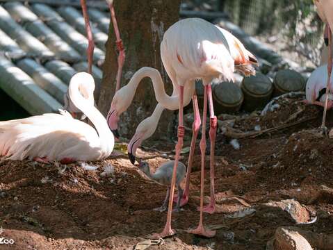 大紅鶴親鳥會哺育寶寶一段時間。(圖片來源:臺北市立動物園)