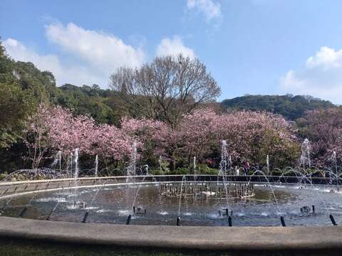 2026 YangMingShan Flower Festival