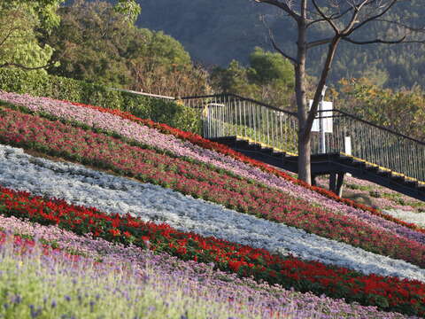 2026 Shan-Tseng-Chi Flower Festival
