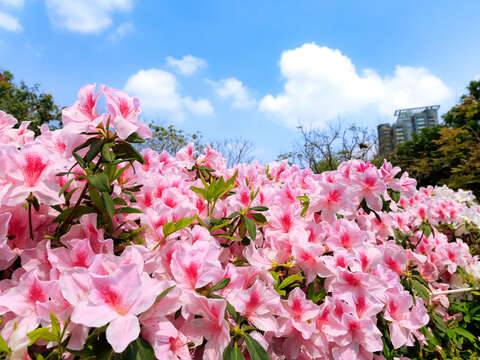 台北杜鵑花季-花季期間杜鵑花盛花美景