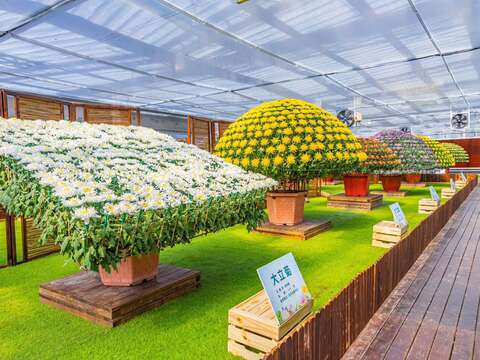 士林官邸菊展-大立菊