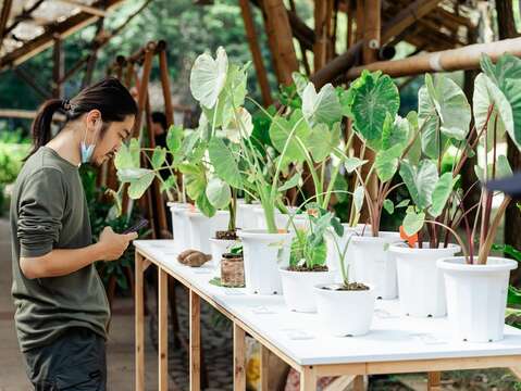 2025種子生活節-現場的各種植物(圖片來源:臺北市政府客家事務委員會)
