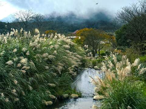 陽明溪芒草飄揚(圖片來源:臺北市政府工務局大地工程處)