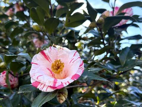 粉白茶花 (圖片來源:臺北市政府工務局大地工程處)