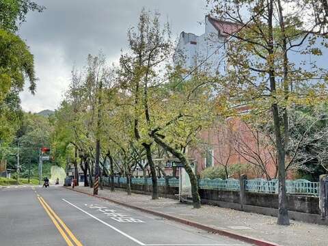 研究院路2段沿線楓香（圖片來源：臺北市政府工務局公園路燈工程管理處）