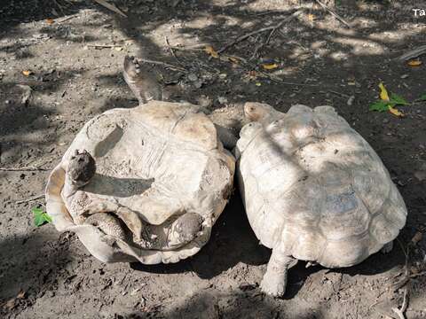 最近動物園非洲動物區的蘇卡達象龜被拱翻車，以及保育員協助翻身與勸架的畫面引起許多民眾好奇。（圖片來源：臺北市立動物園）