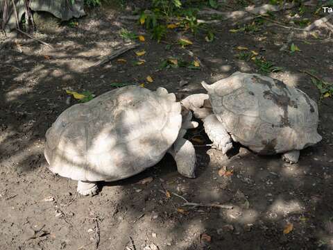 動物園內的蘇卡達象龜較容易發生爭鬥行為的時間，大約是落在氣溫較暖和的 5 到 7 月之間。（圖片來源：臺北市立動物園）