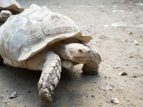 臺北市立動物園近期受關注的蘇卡達象龜是目前世界上體型第三大的陸龜。（圖片來源：臺北市立動物園）