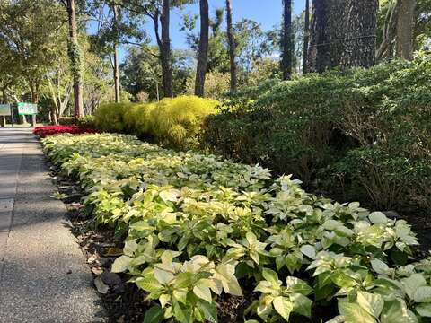 和平東路側大安區區公所對面的公園8號出口有著亮麗葉色的黃色系聖誕紅（圖片來源：臺北市政府工務局公園路燈工程管理處）