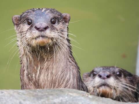動物園進行族群管理合作，希望提供動物更舒適、充足的居住環境。（圖片來源：頑皮世界野生動物園）
