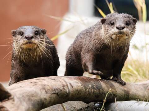 臺北市立動物園的小爪水獺前往臺南頑皮世界野生動物園，正式對外亮相。（圖片來源：頑皮世界野生動物園）