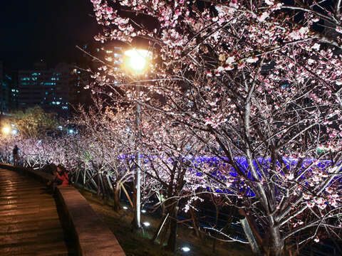 Enjoy Cherry Blossoms Nighttime Illumination at Lehuo Park