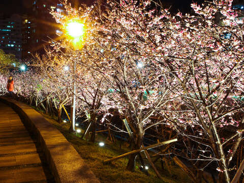 Enjoy Cherry Blossoms Nighttime Illumination at Lehuo Park