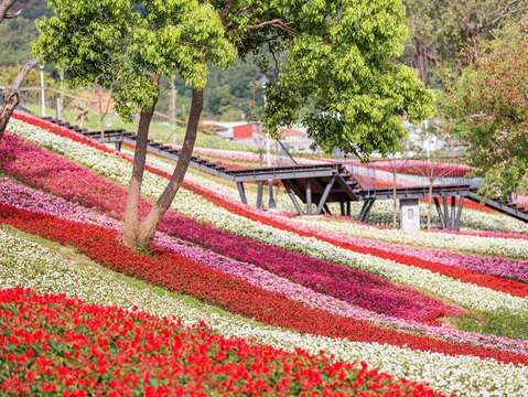 被譽為「臺版富良野」的三層崎公園，順應坡地地形呈現層次花海，結合薰衣草、石竹等花卉勾勒大冠鷲圖騰，展現彩色三層崎的春日花海風景。（圖片來源：臺北市政府工務局公園路燈工程管理處）