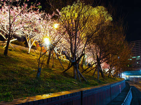 Enjoy Cherry Blossoms Nighttime Illumination at Lehuo Park