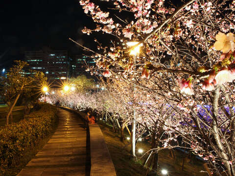 Enjoy Cherry Blossoms Nighttime Illumination at Lehuo Park