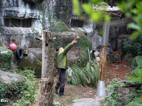 保育員會不定期將蔬果藏在設施上，引發黑熊探索取食的行為。（圖片來源：臺北市立動物園）