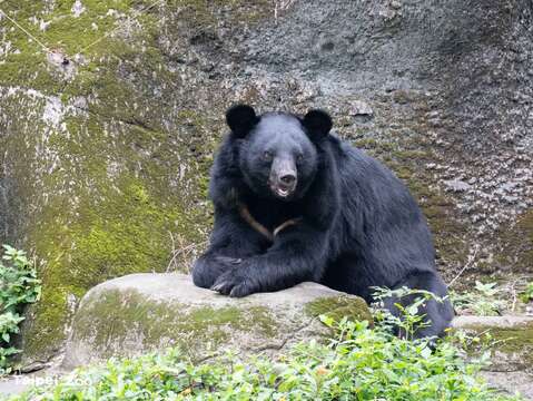 透過行為豐富化設施能讓動物園照養的動物獲得心理和生理的正向刺激，增加表現自然行為的機會。（圖片來源：臺北市立動物園）