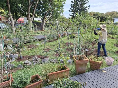 品種區志工修剪身影。(圖片來源:臺北市政府工務局公園路燈工程管理處)
