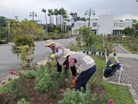 志工修剪枯枝和謝花(圖片來源:臺北市政府工務局公園路燈工程管理處)