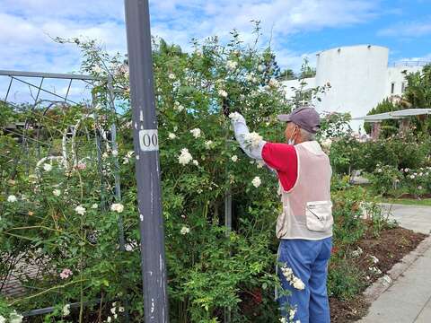 育種家花園志工修剪身影。(圖片來源:臺北市政府工務局公園路燈工程管理處)