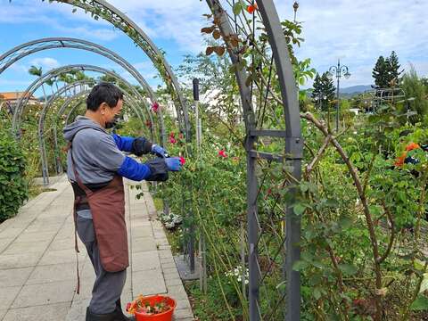 五彩玫瑰區志工修剪身影。(圖片來源:臺北市政府工務局公園路燈工程管理處)