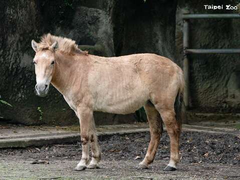 馬年來認識動物園的馬科動物！1、2月週四上午的蒙古野馬保母講古歡迎聆聽！（圖片來源：臺北市立動物園）