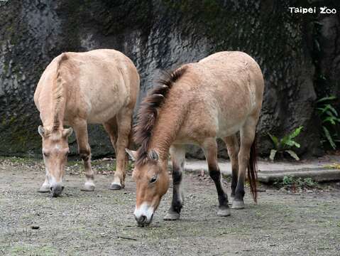蒙古野馬曾經於野外滅絕，經動物園的域外、域內整合保育後，逐漸提升野外族群數量。（圖片來源：臺北市立動物園）