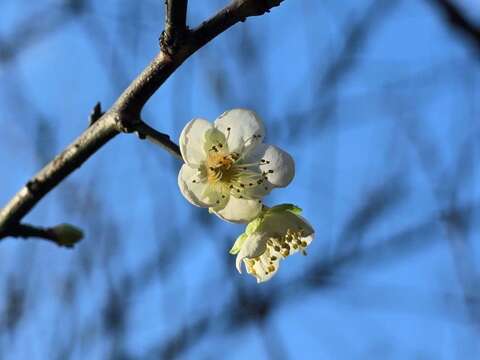 南港公園正綻放之梅花(圖片來源:臺北市政府工務局公園路燈工程管理處)