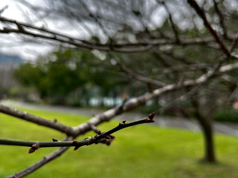 南港公園花影–休眠的梅花花芽(圖片來源:臺北市政府工務局公園路燈工程管理處)