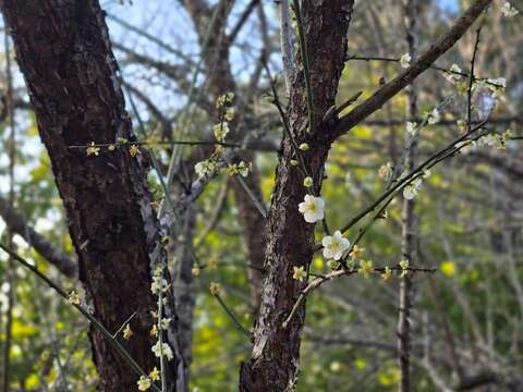 南港公園花影–百花齊放的枝條(圖片來源:臺北市政府工務局公園路燈工程管理處)