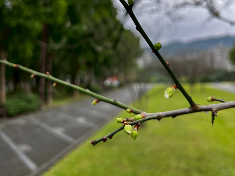 南港公園花影–打破休眠即將綻放之梅花花芽(圖片來源:臺北市政府工務局公園路燈工程管理處)