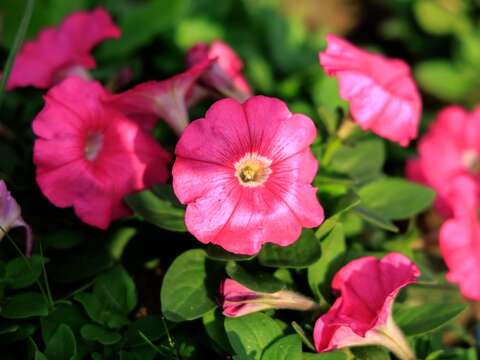 A Must-See This New Year’s Holiday: Sea of Flowers in Spectacular Bloom at Dagouxi Ecology and Water-Control Park