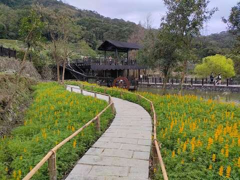 114年椿樹步道花海（圖片來源：臺北市政府工務局大地工程處）
