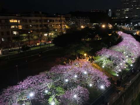 「樂活夜櫻季」夜間櫻花綻放,打造如詩如畫的夢幻景色。(圖為2025樂活夜櫻季資料照(圖片來源:臺北市政府觀光傳播局)