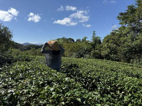 茶田(圖片來源:臺北市政府工務局大地工程處)