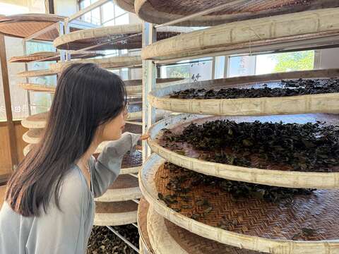 南港茶葉製造示範場-茶葉(圖片來源:臺北市政府工務局大地工程處)