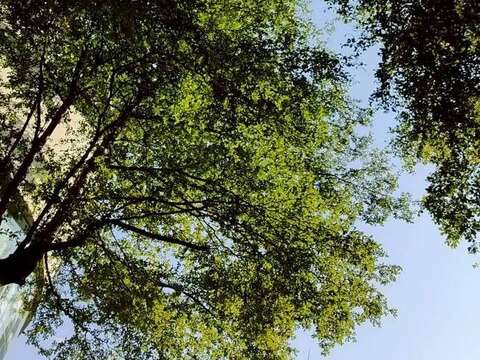 小葉欖仁(Terminalia mantaly)是原產於馬達加斯加的落葉喬木。別稱兩傘樹（圖片來源：臺北市政府工務局公園路燈工程管理處）