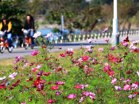 北市賞花新秘境   中正河濱花海盛開   大波斯菊「粉」浪漫