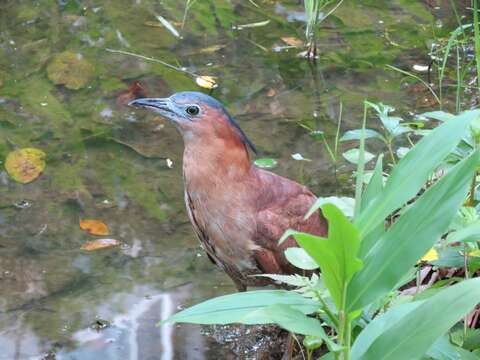 生態園區動植物資源豐富，也能看到俗稱「大笨鳥」的黑冠麻鷺在樹下呆萌佇立。（圖片來源：臺北市政府工務局公園路燈工程管理處）