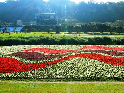 北市賞花新秘境   中正河濱花海盛開   大波斯菊「粉」浪漫
